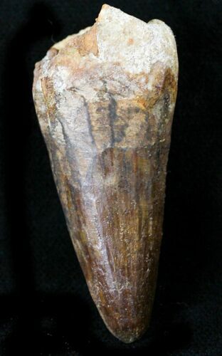 Large Cretaceous Fossil Crocodile Tooth - Morocco #23387